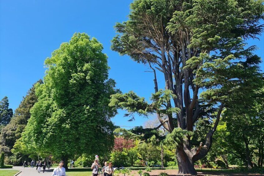 A park with large trees, a clear blue sky, and people walking on a path. 5