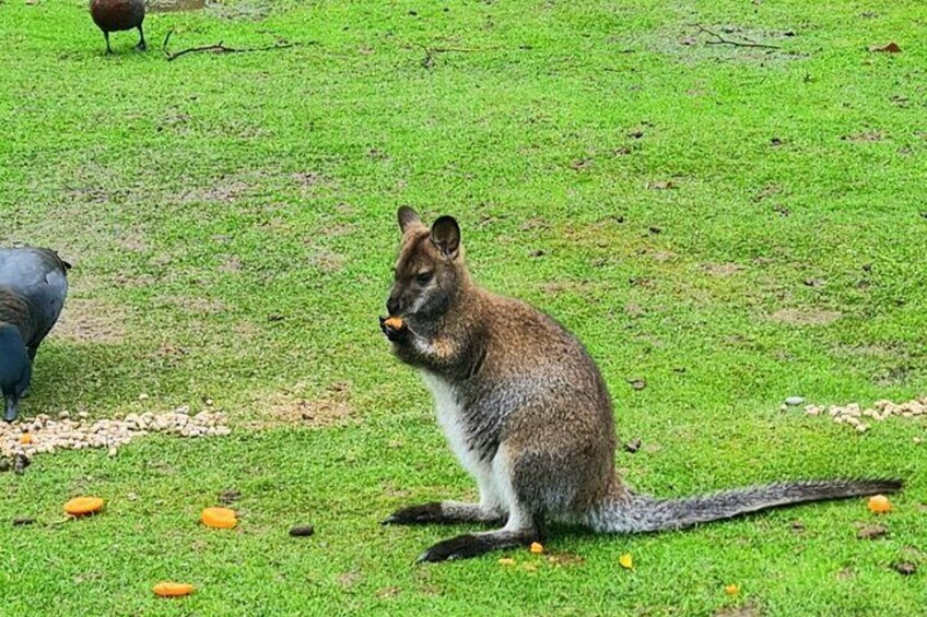 A kangaroo sitting on grass with a bird nearby. 5