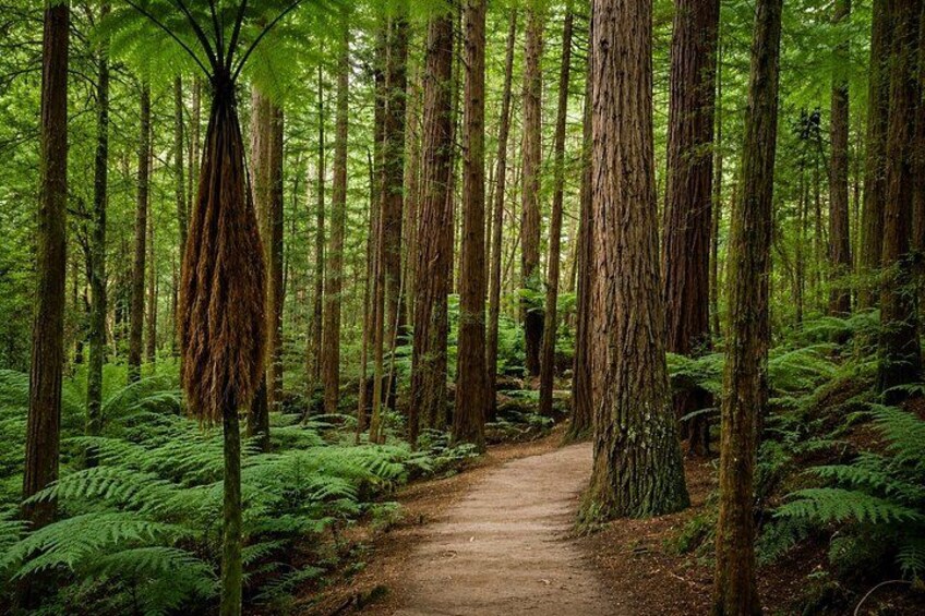 A forest with a dirt path, tall trees, and ferns. 2