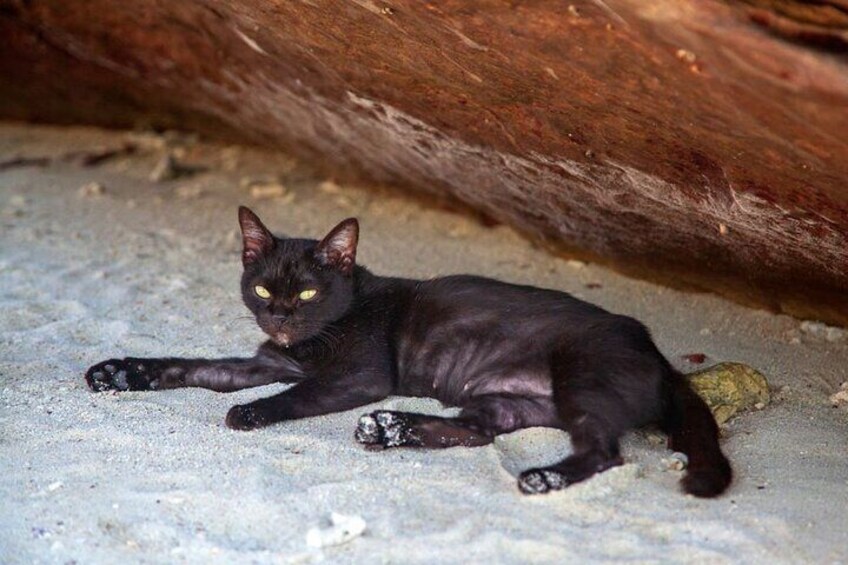Un gato negro descansando sobre una superficie de concreto cerca de una estructura de madera. 2