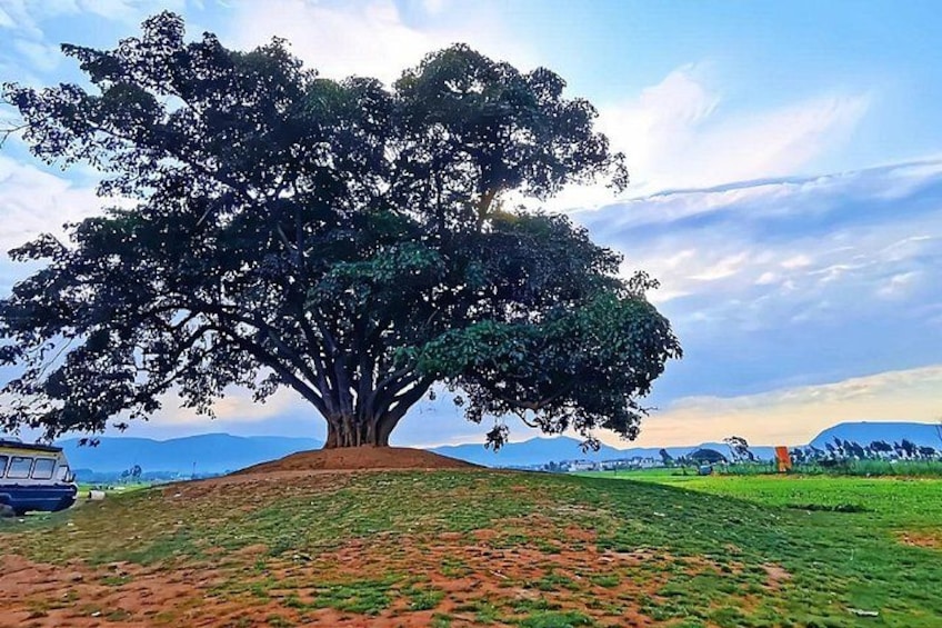 A large tree with a wide canopy on a grassy hill. 5