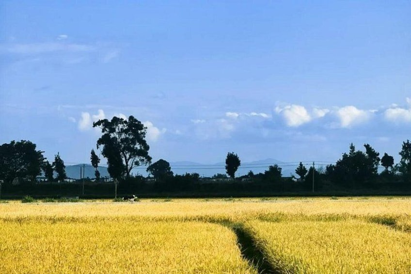 A golden wheat field with a clear sky and a large tree in the distance. 3