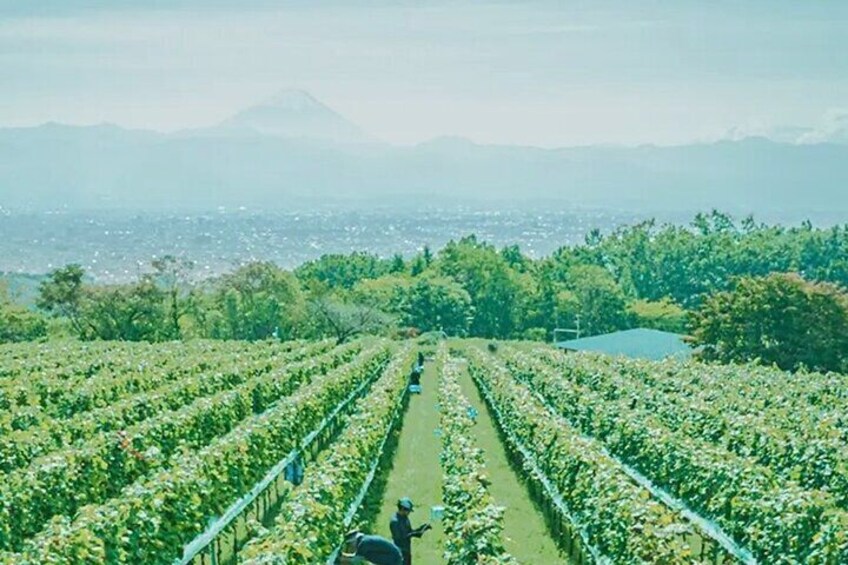 All Inclusive Sake BRE and Winery Tour with View of Mt. Fuji