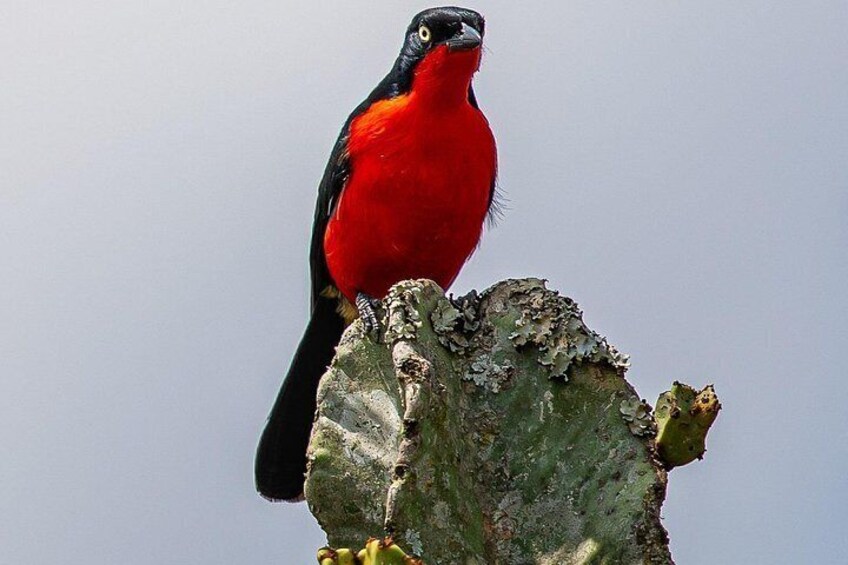 A red bird perched on a tree branch. 1