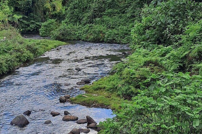 A river flowing through a dense, green forest. 3