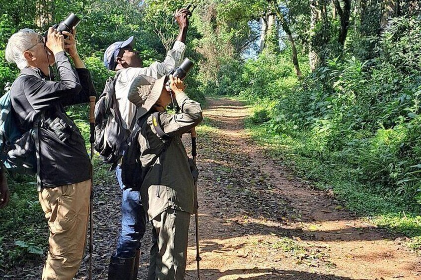 Three people hiking on a dirt path surrounded by dense greenery. 4