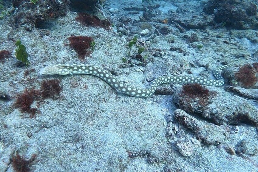 A marine snake on a rocky seabed with seaweed. 3