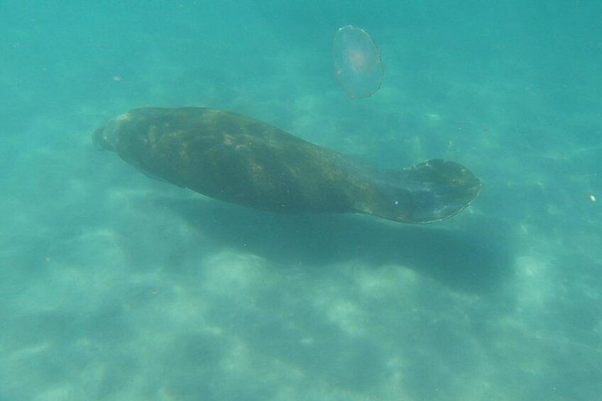 A large fish swimming underwater. 4