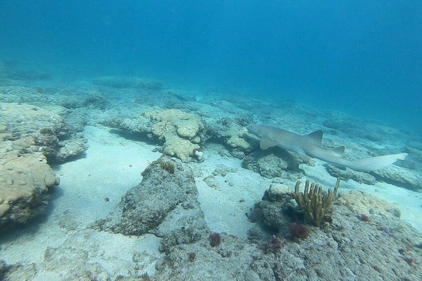 An underwater scene with a shark swimming near coral formations. 5