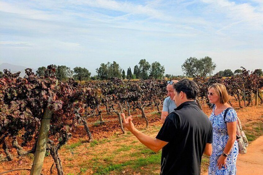 Private Wine and Local Flavors Tour from Palma de Mallorca 2