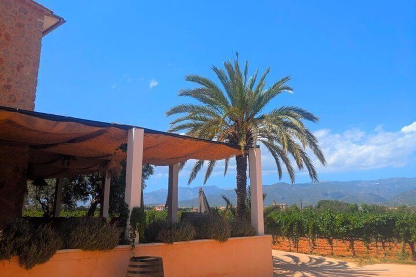 A building with a covered patio, palm trees, and a vineyard in the background. 2