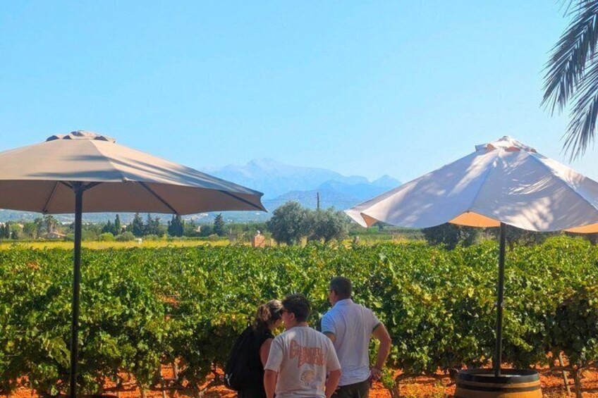 A vineyard with people standing under umbrellas, a mountain in the background, and a clear sky. 5