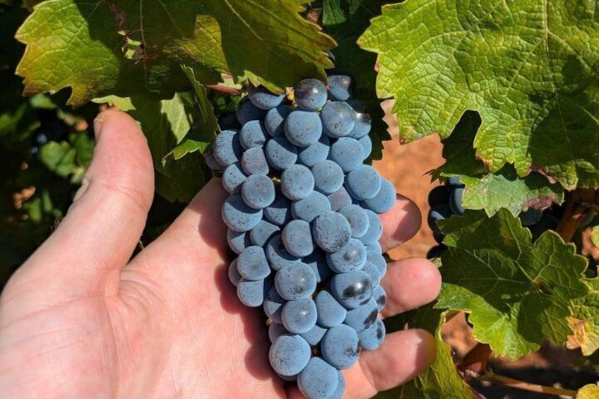 A hand holding a bunch of blue grapes. 4