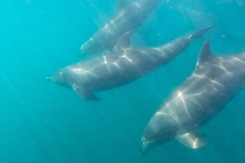 Two dolphins swimming underwater. 5