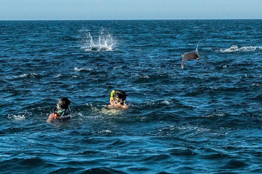A person swimming in the ocean with a stingray nearby. 3