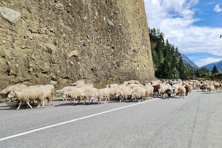 A herd of sheep crossing a road in a mountainous area. 2