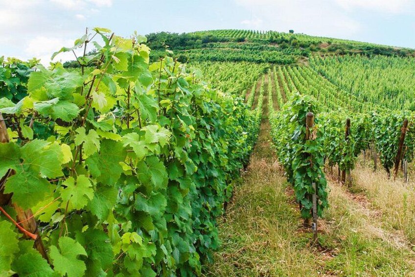Questions about the vineyards and grape varieties of Alsace 2