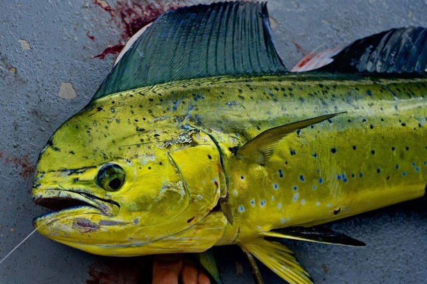 Private Deep Water Fishing in Kauai 3