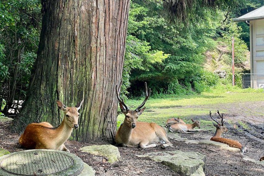 A deer resting near a tree in a natural setting. 2