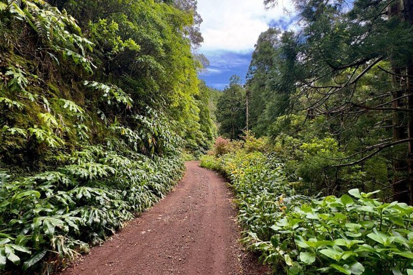 Private Hike - Discover São Miguel’s Craters, Lakes & Waterfalls 5
