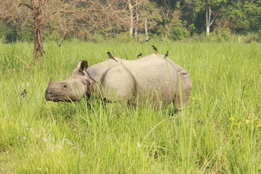 Chitwan Elegance: A 3-Day Luxury Wildlife Experience 3