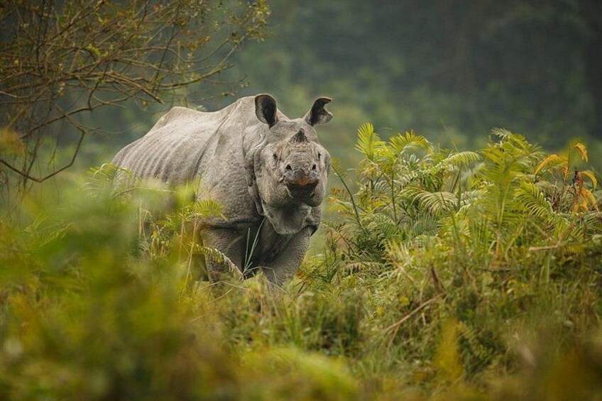 A rhinoceros in a grassy field with trees in the background. 2