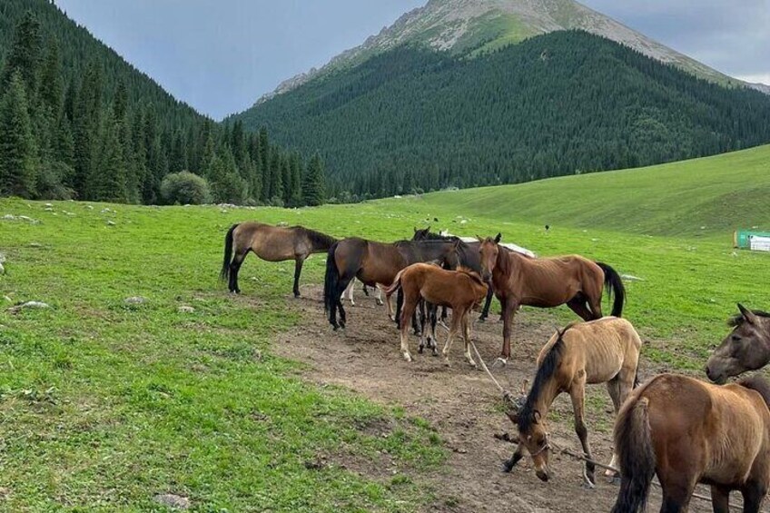 A herd of horses grazing in a grassy field with mountains in the background. 3