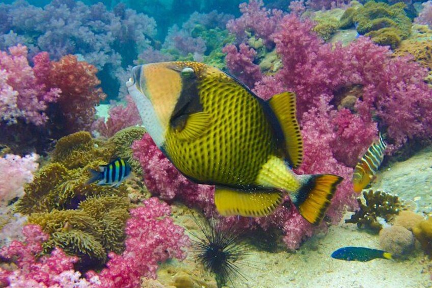No Rush Morning & Afternoon 5 Stop Snorkeling tour for Koh Tao 4