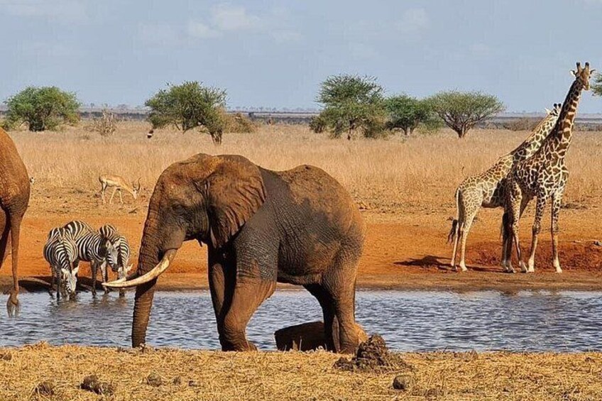 Elephants, zebras, and giraffes near a water source in a savanna landscape. 2