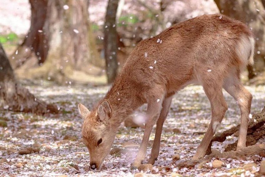 Kyoto & Nara & Uji: Full Day Sightseeing Tour from Osaka or Kyoto 2