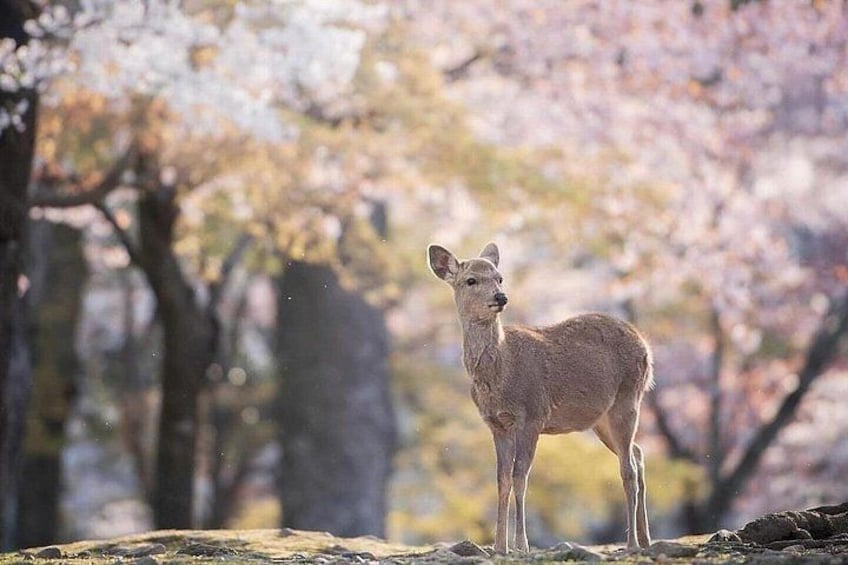 Kyoto & Nara & Uji: Full Day Sightseeing Tour from Osaka or Kyoto 4