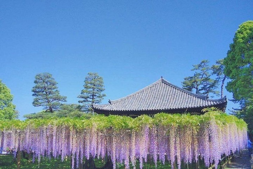 Kyoto & Nara & Uji: Full Day Sightseeing Tour from Osaka or Kyoto 2