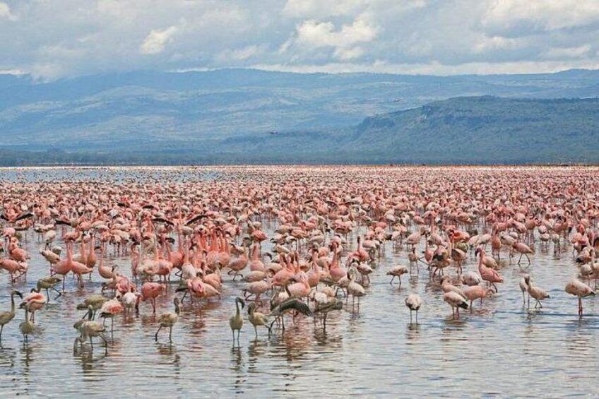 A large flock of flamingos in a shallow water body with a mountainous landscape in the background. 4