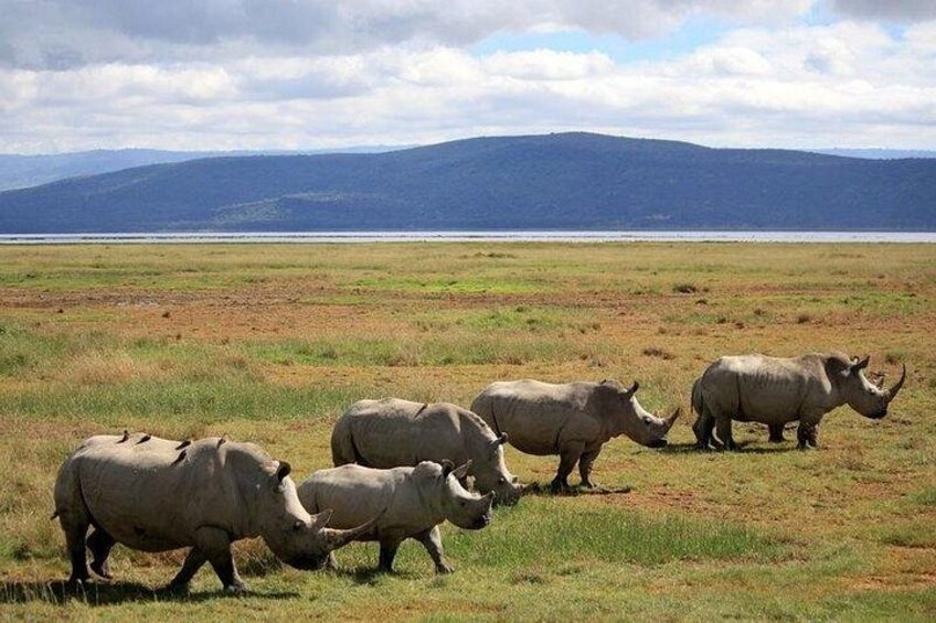A group of rhinos grazing in a grassy field with mountains in the background. 3