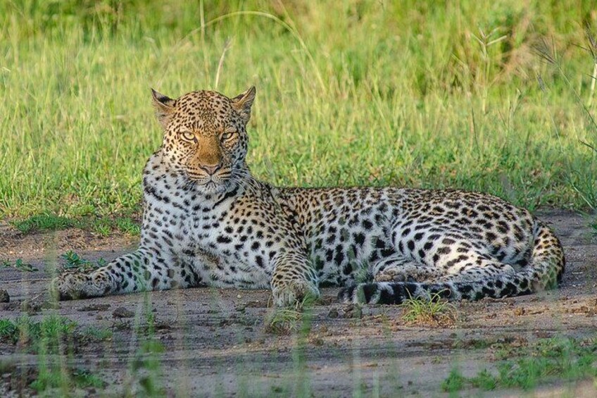 A leopard lying on the ground with grass in the background. 2