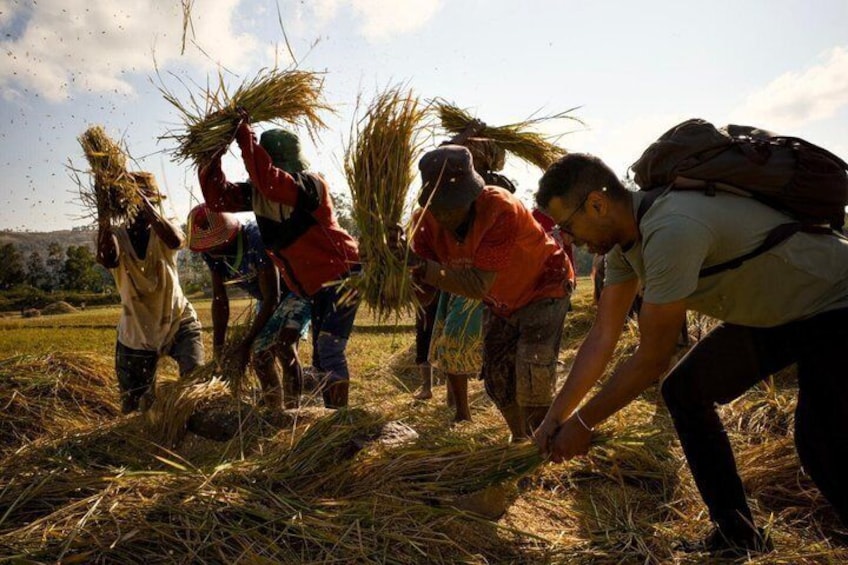 People harvesting crops in a field. 1