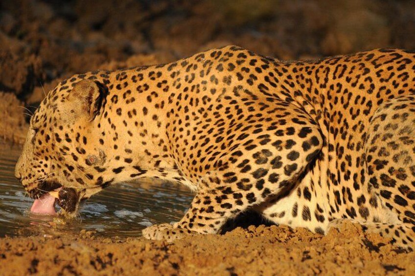 Un guépard qui boit de l’eau sur la rive d’une rivière. 4