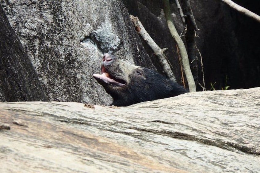 Un ours se cachant derrière un rocher, une branche d’arbre et une grande surface rocheuse. 2