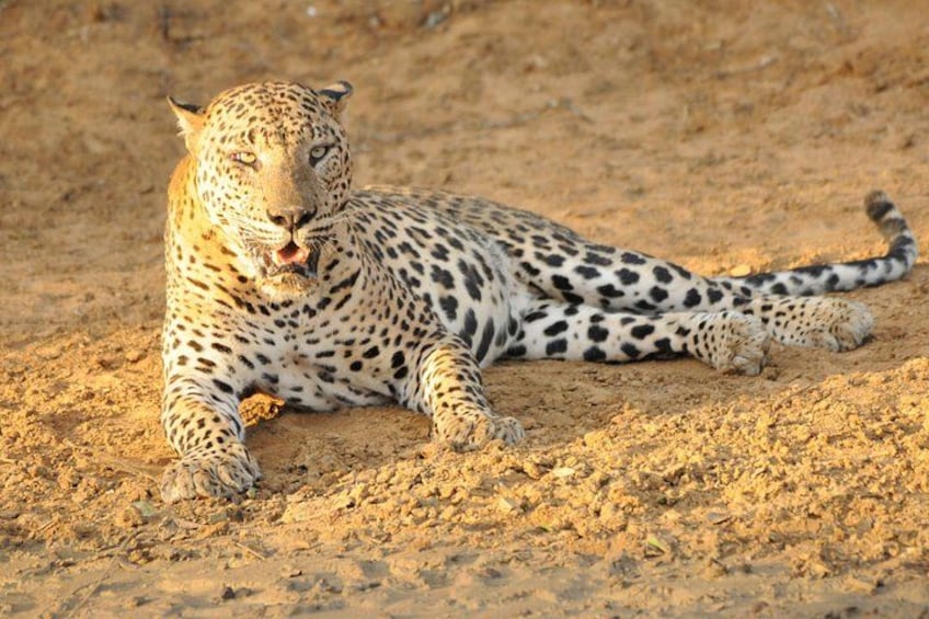 Un léopard allongé sur du sable. 3