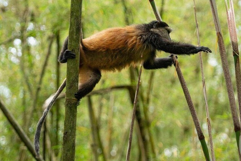 One-Day Rwanda Golden Monkey Trekking Tour 2