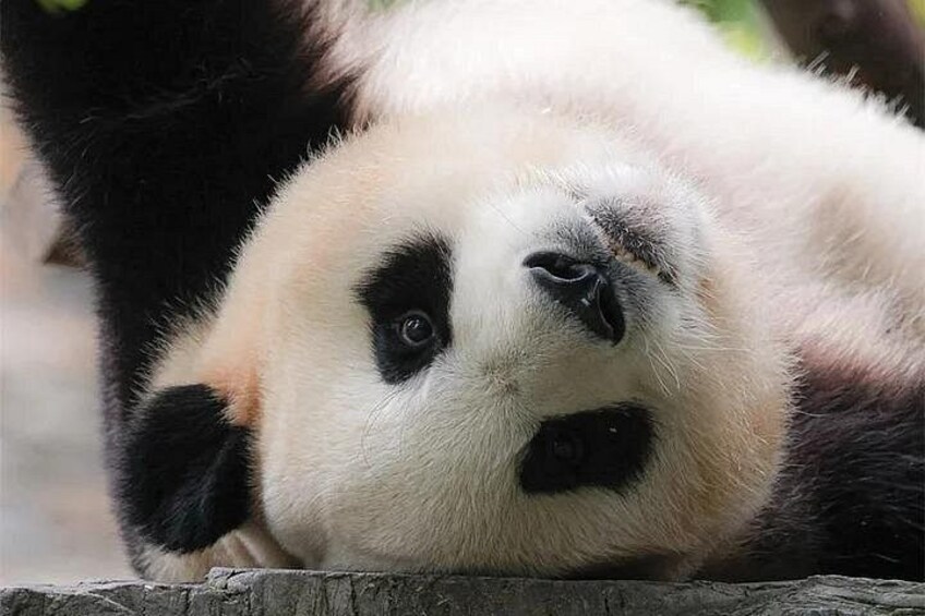 A panda lying down. 4