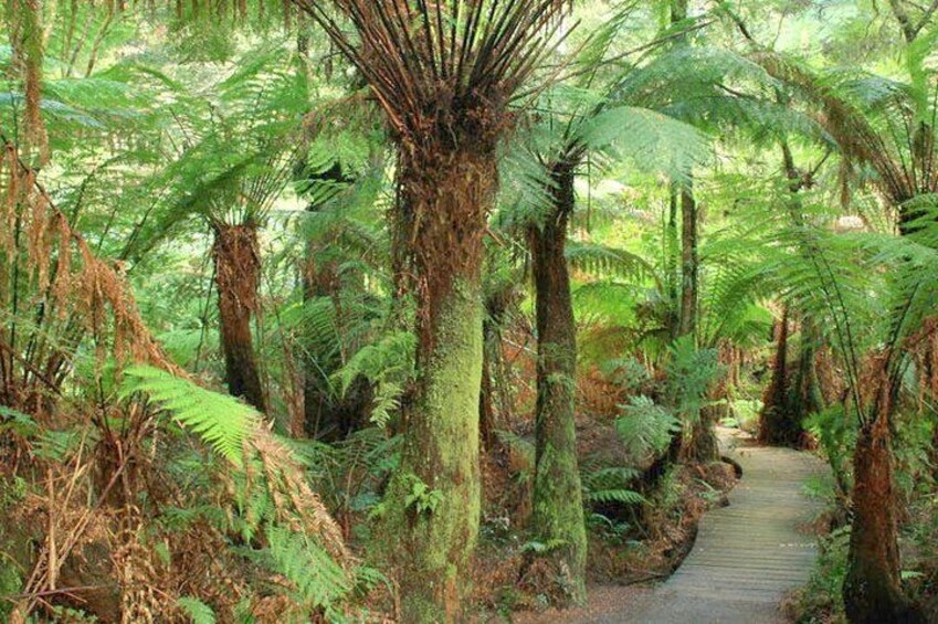 RAINFOREST WALK 2