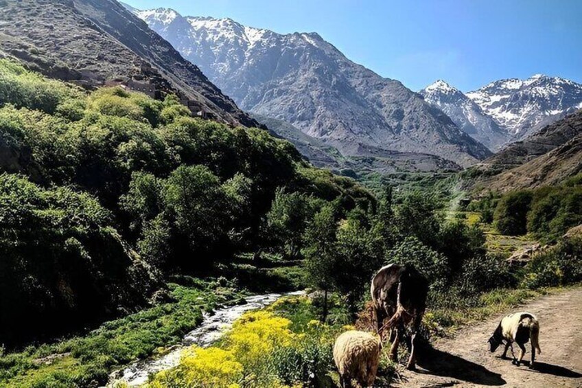 Marrakech: Magical Sunset in Ourika Valley with Dinner 2