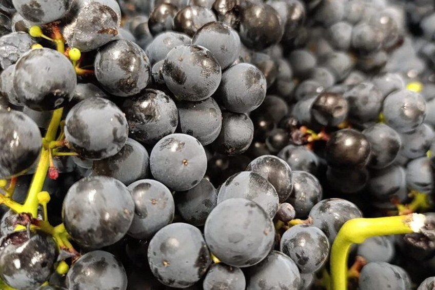 A close-up of dark purple grapes with visible stems and some yellow leaves. 4