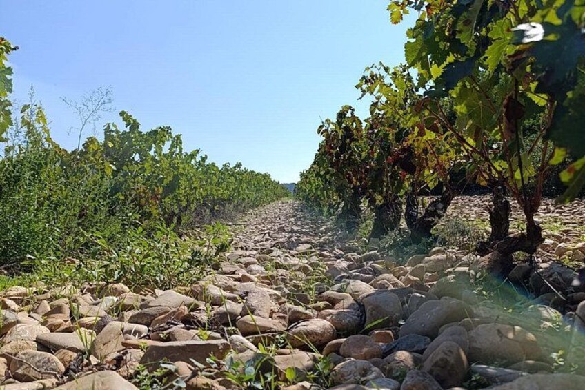 A vineyard with rows of grapevines on rocky terrain. 5