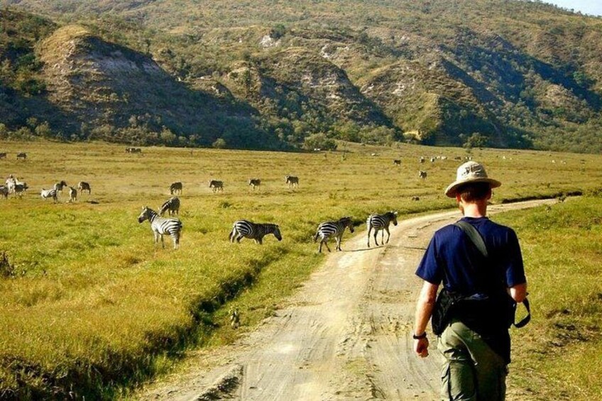 A person walking on a dirt road with zebras and other animals in a grassy field with mountains in the background. 5