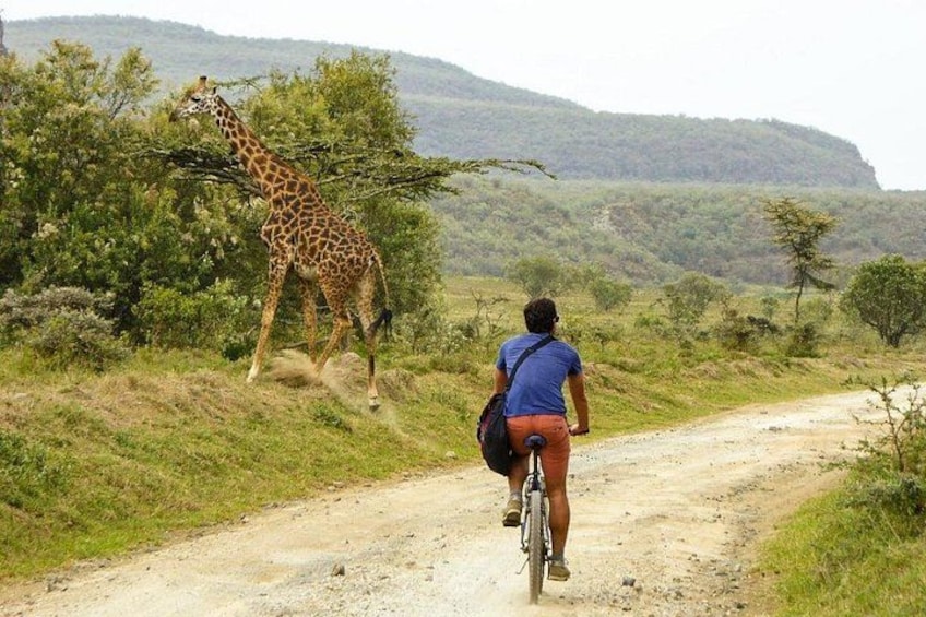 A person riding a bicycle on a dirt road with a giraffe in the background. 4