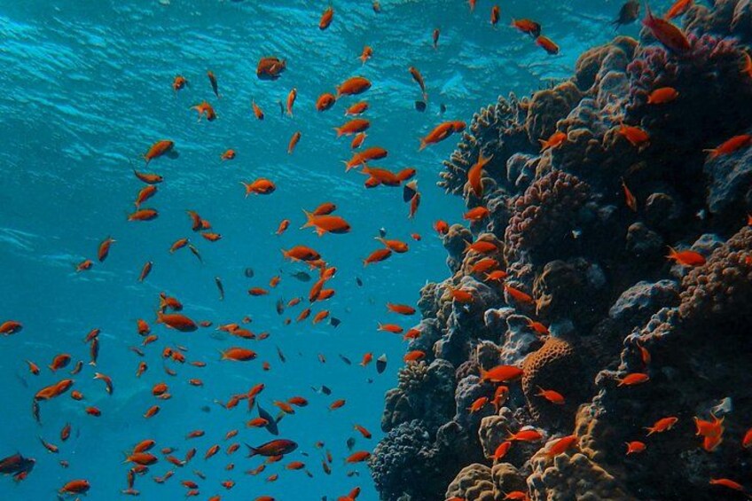 Scuba Diving , Snorkeling , and Swimming in Jeddah 4
