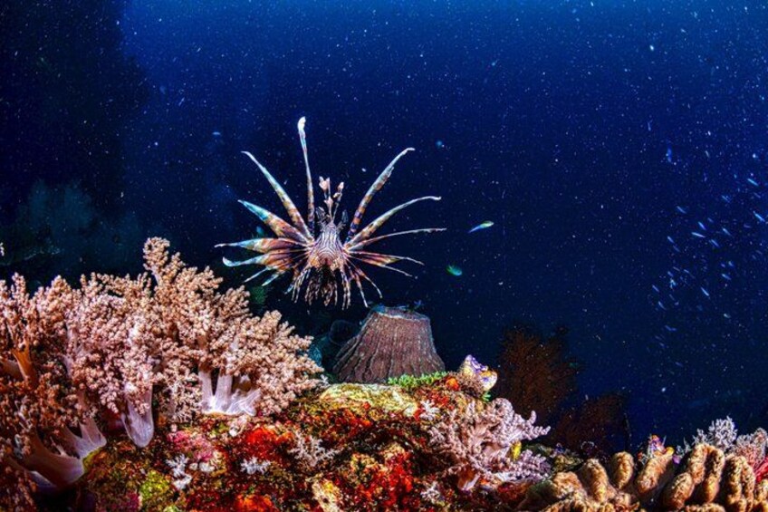 Scuba Diving , Snorkeling , and Swimming in Jeddah 3