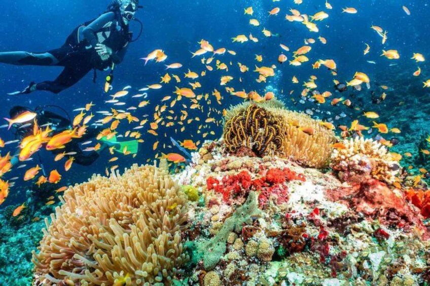 Scuba Diving , Snorkeling , and Swimming in Jeddah 1